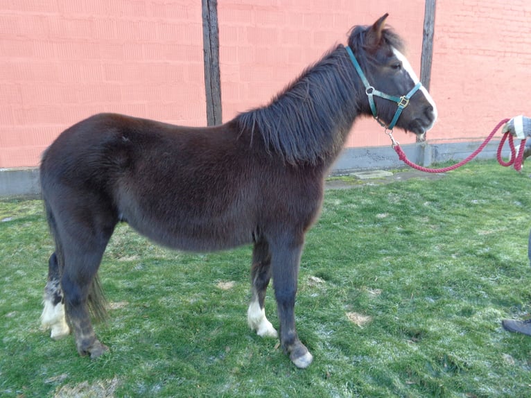 Lewitzer Mare 21 years 12,2 hh Bay-Dark in Achstetten