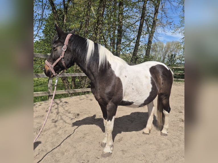 Lewitzer Mix Mare 21 years 14.2 hh Pinto in Monstab