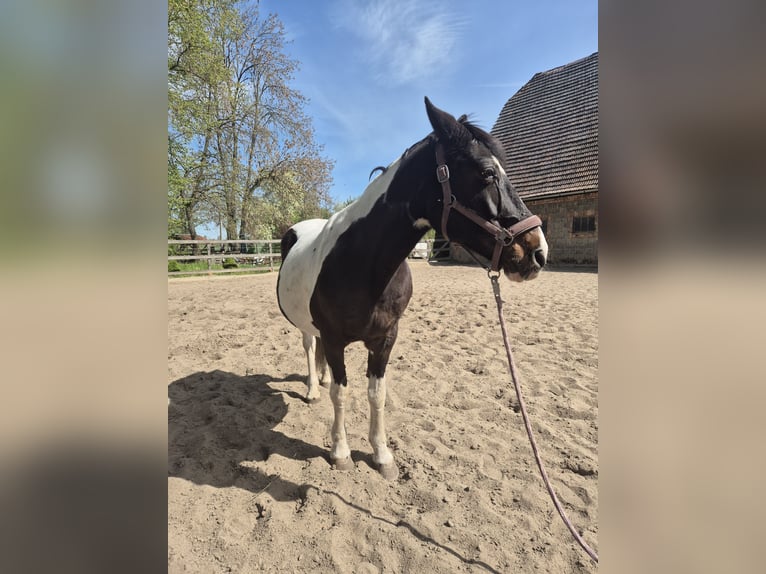 Lewitzer Mix Mare 21 years 14.2 hh Pinto in Monstab