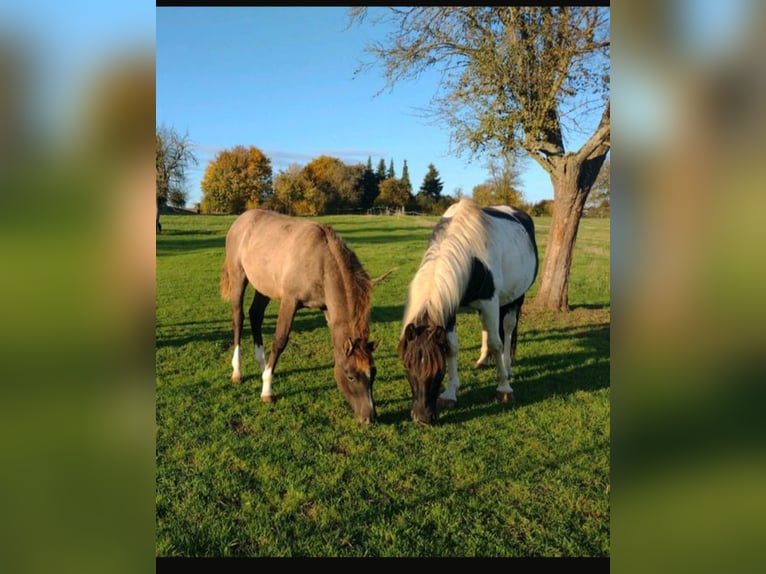 Lewitzer Mare 2 years 14.2 hh Dun in Reiskirchen