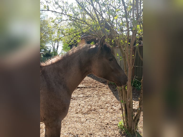Lewitzer Mare 2 years 14.2 hh Dun in Reiskirchen
