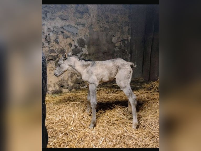 Lewitzer Mare 2 years 14,2 hh Dun in Reiskirchen