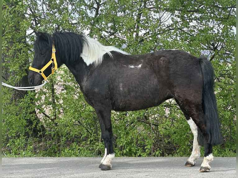 Lewitzer Mix Mare 3 years 12 hh Pinto in Riedlingen
