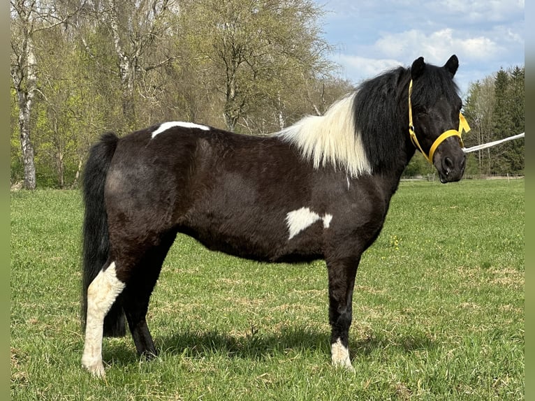 Lewitzer Mix Mare 3 years 12 hh Pinto in Riedlingen