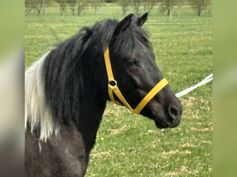 Lewitzer Mix Mare 3 years 12 hh Pinto in Riedlingen