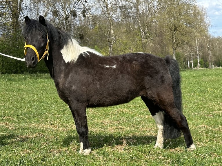 Lewitzer Mix Mare 3 years 12 hh Pinto in Riedlingen