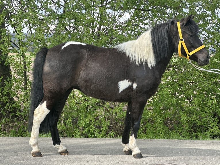 Lewitzer Mix Mare 3 years 12 hh Pinto in Riedlingen