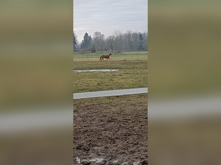 Lewitzer Mare 3 years 13,2 hh Chestnut-Red in Wustrow