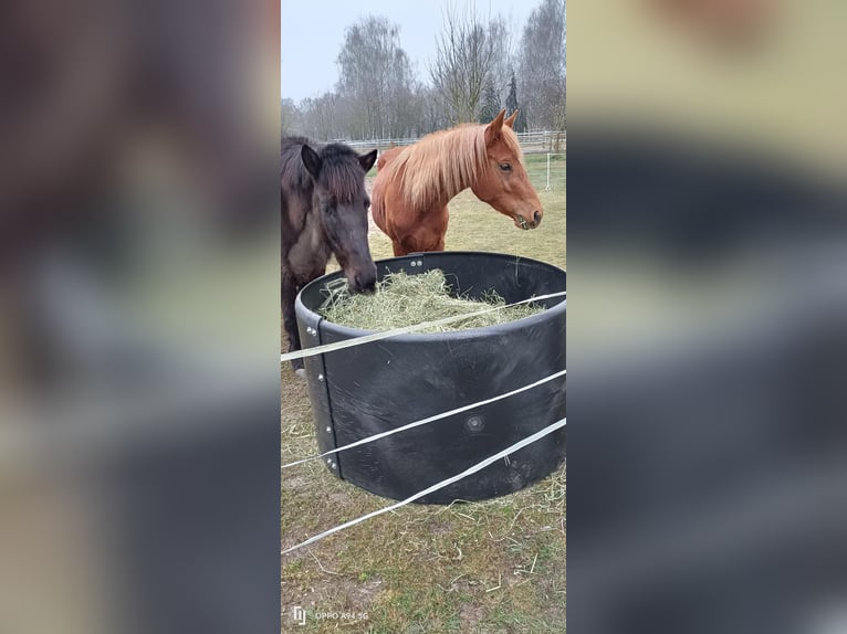 Lewitzer Mare 3 years 13,2 hh Chestnut-Red in Wustrow