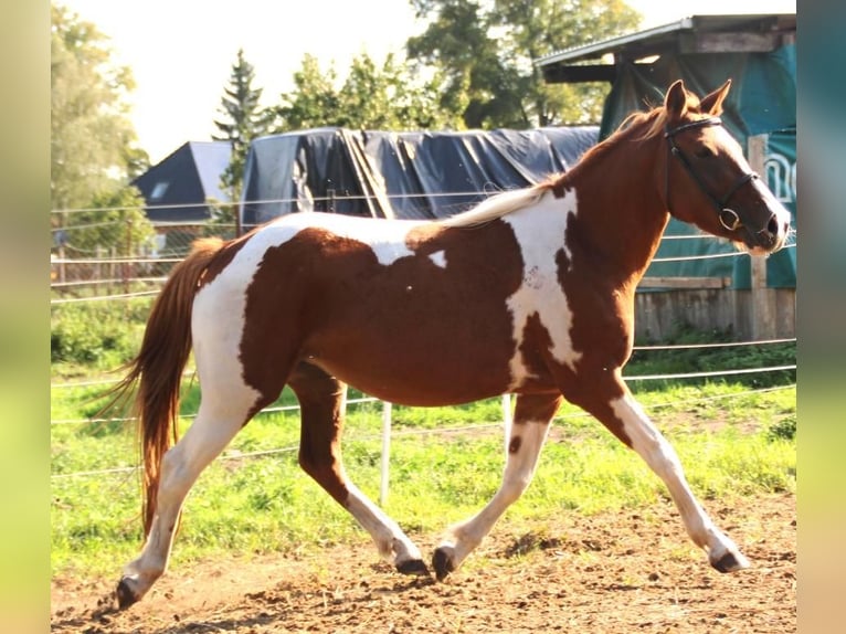 Lewitzer Mare 3 years 14 hh Overo-all-colors in Niendorf