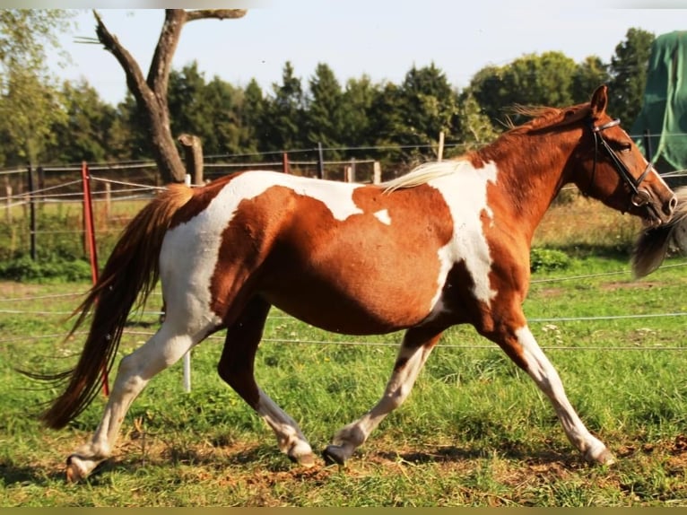 Lewitzer Mare 3 years 14 hh Overo-all-colors in Niendorf