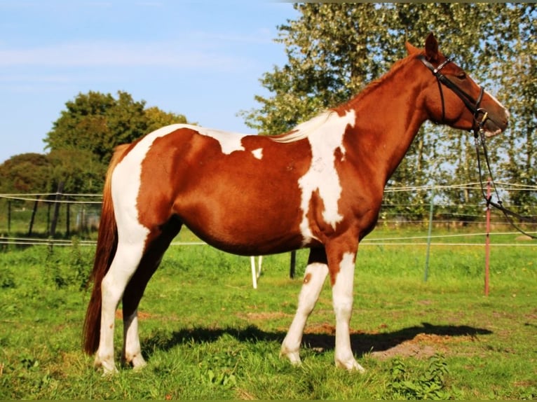 Lewitzer Mare 3 years 14 hh Overo-all-colors in Niendorf