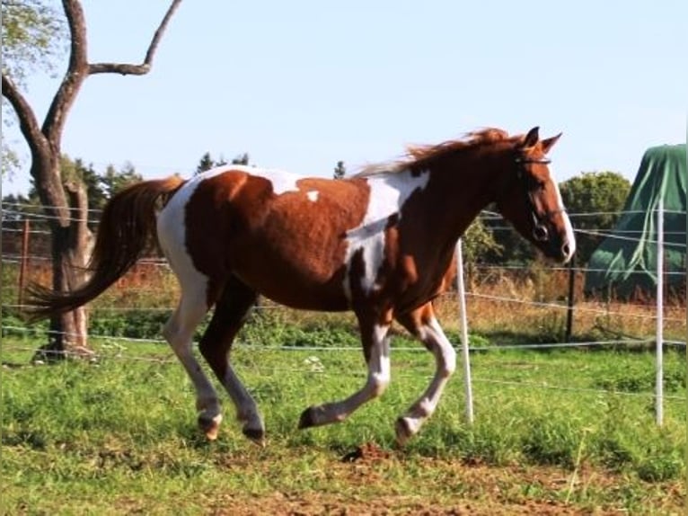 Lewitzer Mare 3 years 14 hh Overo-all-colors in Niendorf