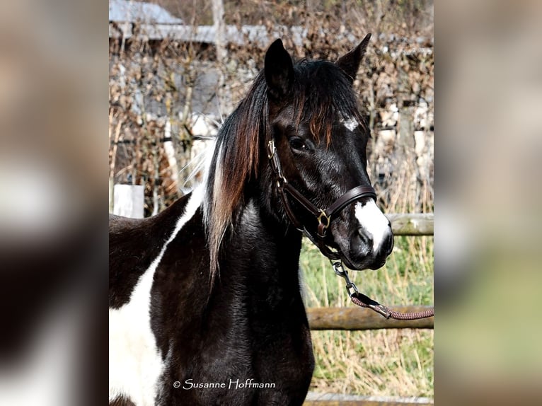 Lewitzer Mare 3 years 14,1 hh Tobiano-all-colors in Mörsdorf