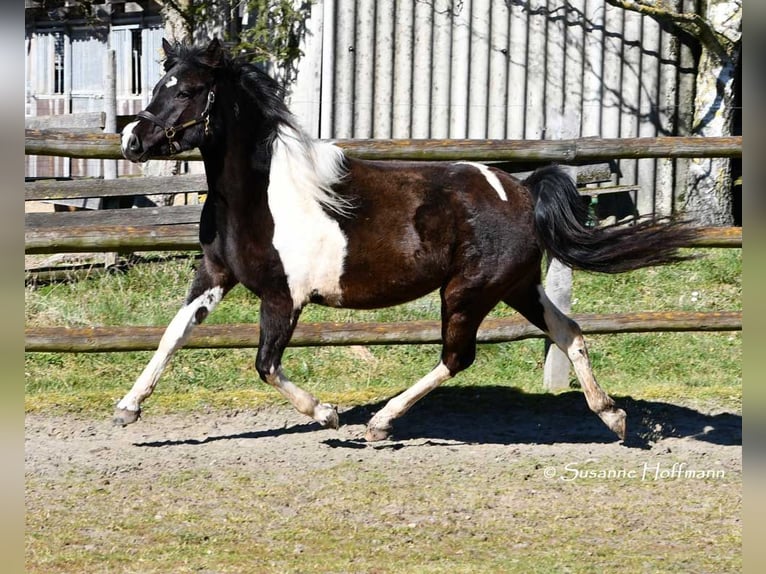 Lewitzer Mare 3 years 14,1 hh Tobiano-all-colors in Mörsdorf