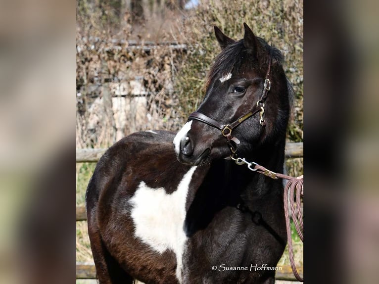 Lewitzer Mare 3 years 14,1 hh Tobiano-all-colors in Mörsdorf