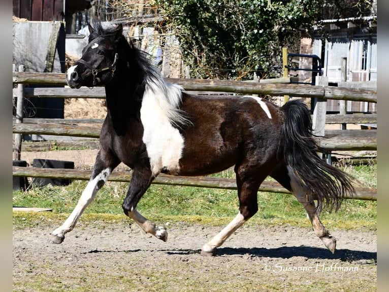 Lewitzer Mare 3 years 14,1 hh Tobiano-all-colors in Mörsdorf