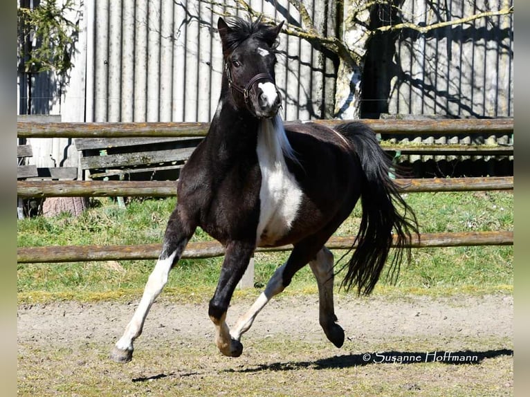 Lewitzer Mare 3 years 14,1 hh Tobiano-all-colors in Mörsdorf