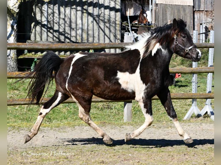Lewitzer Mare 3 years 14,1 hh Tobiano-all-colors in Mörsdorf