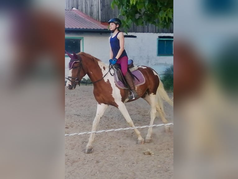 Lewitzer Mare 3 years 14,2 hh Pinto in Dietfurt an der Altm&#xFC;hl