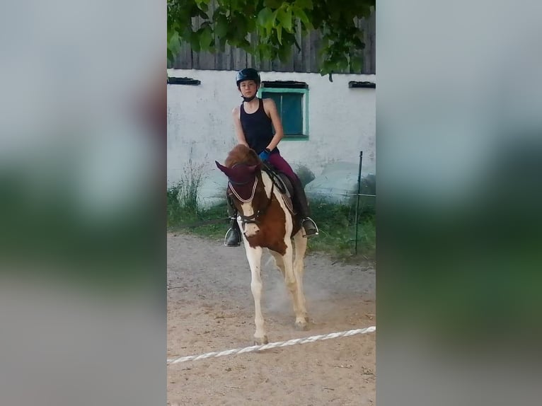 Lewitzer Mare 3 years 14,2 hh Pinto in Dietfurt an der Altm&#xFC;hl