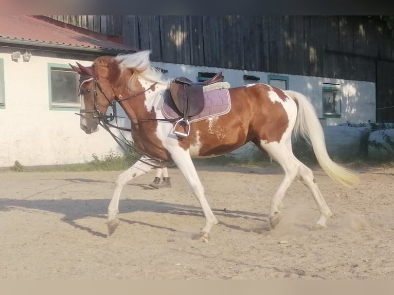 Lewitzer Mare 3 years 14,2 hh Pinto in Dietfurt an der Altm&#xFC;hl