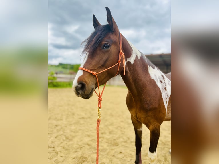 Lewitzer Mare 3 years 15,1 hh Pinto in Weilerswist