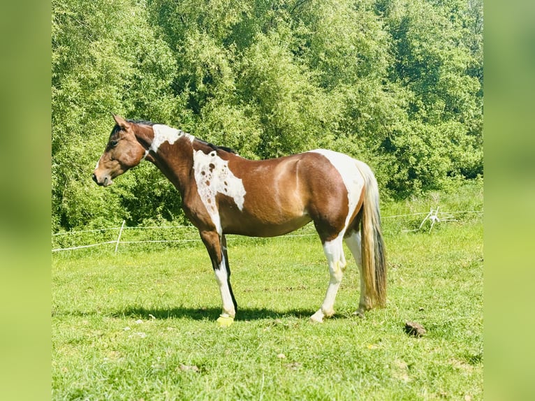Lewitzer Mare 3 years 15,1 hh Pinto in Weilerswist