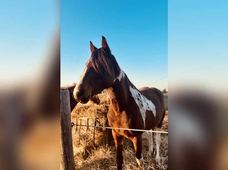 Lewitzer Mare 3 years 15,1 hh Pinto in Weilerswist