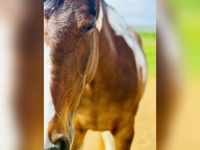 Lewitzer Mare 3 years 15,1 hh Pinto in Weilerswist