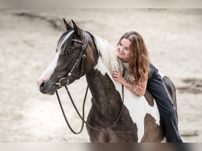 Lewitzer Mare 5 years 14.1 hh Pinto in Sulingen