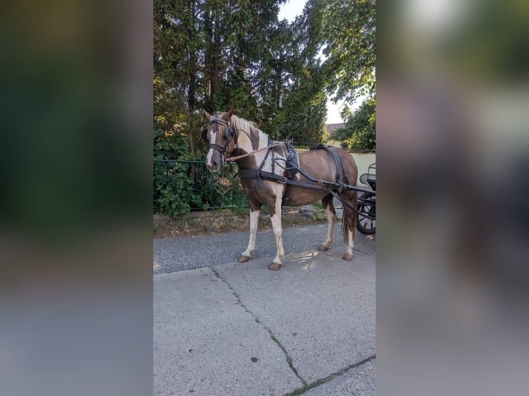Lewitzer Mare 5 years 14.2 hh Pinto in Bayerbach