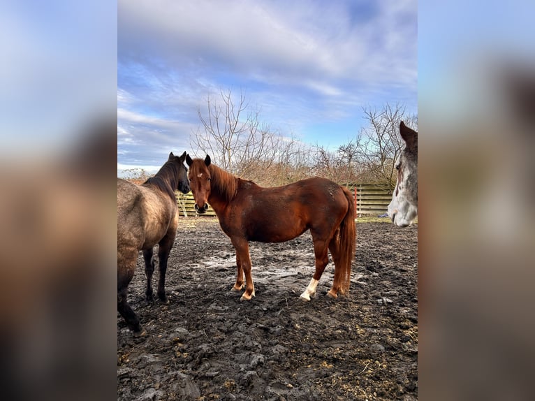 Lewitzer Mare 5 years 14,1 hh Chestnut-Red in Veltheim