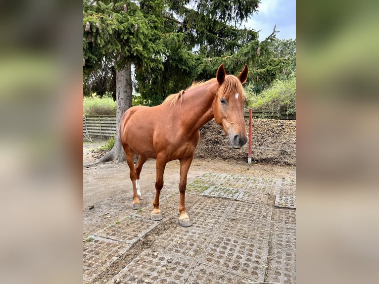 Lewitzer Mare 5 years 14,1 hh Chestnut-Red in Veltheim