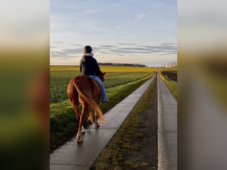 Lewitzer Mare 5 years 14,1 hh Chestnut-Red in Veltheim