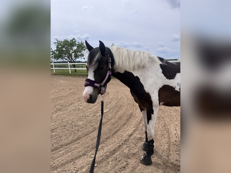 Lewitzer Mare 5 years 14,1 hh Pinto in Sulingen