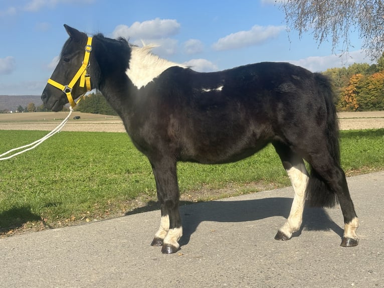 Lewitzer Mix Mare 6 years 12,2 hh Pinto in Riedlingen