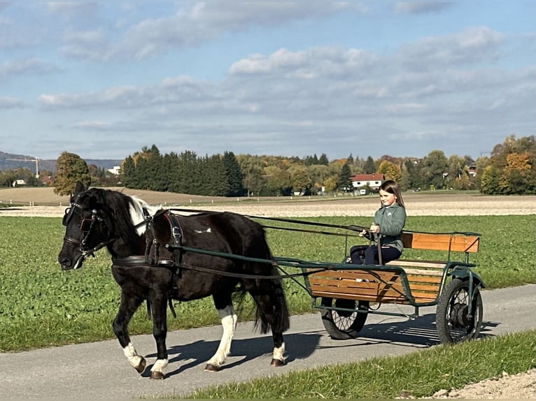 Lewitzer Mix Mare 6 years 12,2 hh Pinto in Riedlingen
