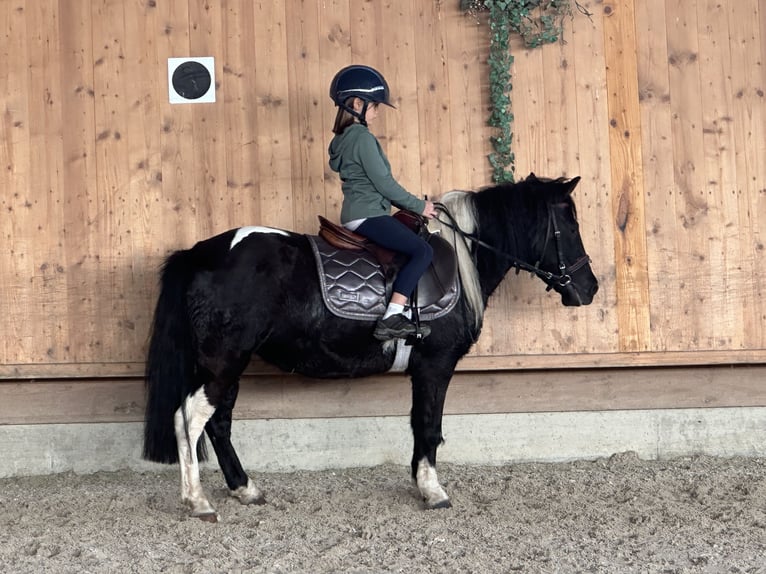 Lewitzer Mix Mare 6 years 12,2 hh Pinto in Riedlingen