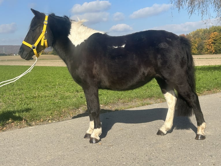 Lewitzer Mix Mare 6 years 12,2 hh Pinto in Riedlingen