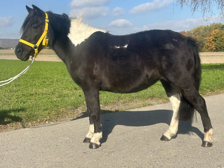 Lewitzer Mix Mare 6 years 12,2 hh Pinto in Riedlingen