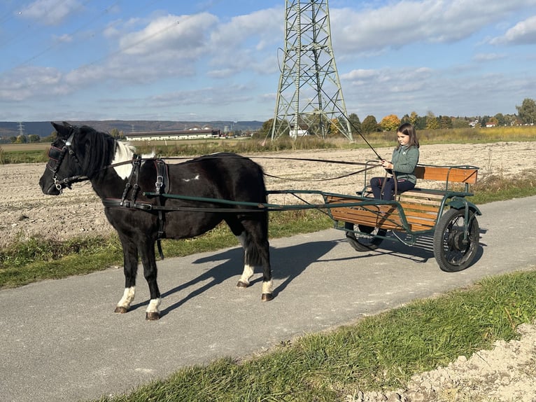 Lewitzer Mix Mare 6 years 12,2 hh Pinto in Riedlingen