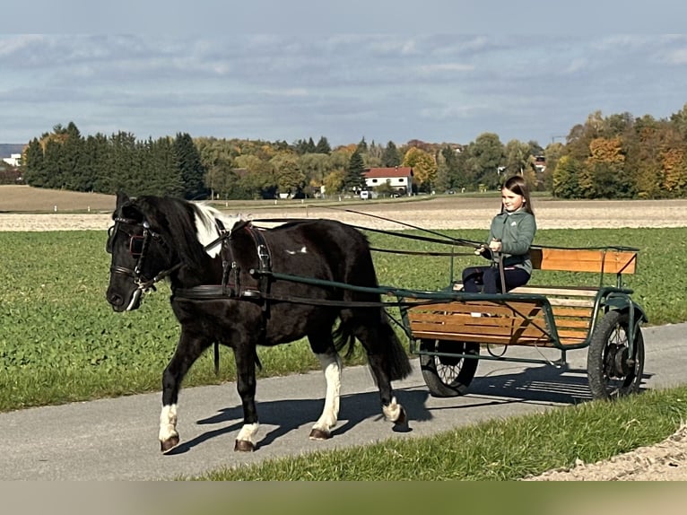 Lewitzer Mix Mare 6 years 12,2 hh Pinto in Riedlingen