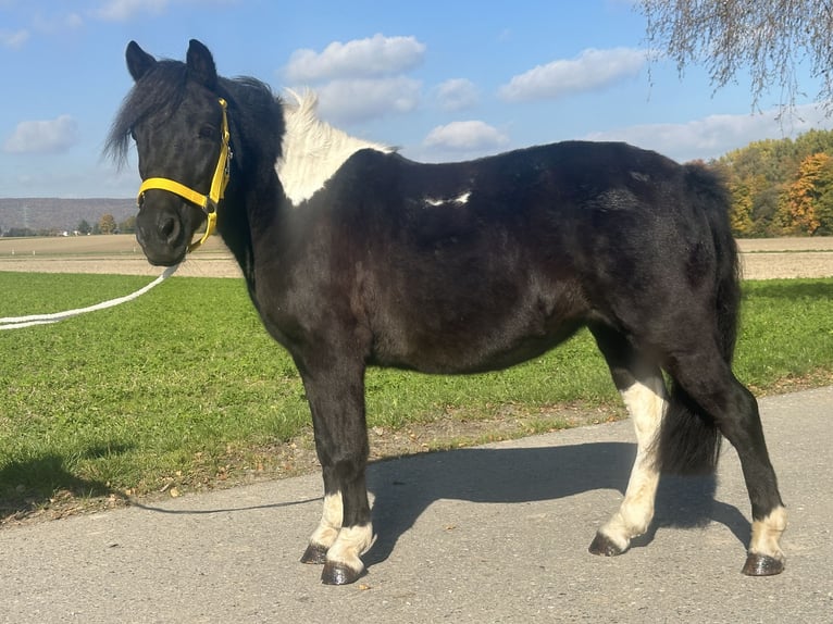 Lewitzer Mix Mare 6 years 12,2 hh Pinto in Riedlingen