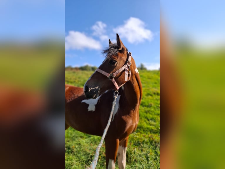 Lewitzer Mare 6 years 13.1 hh  in Neuhaus am Rennweg