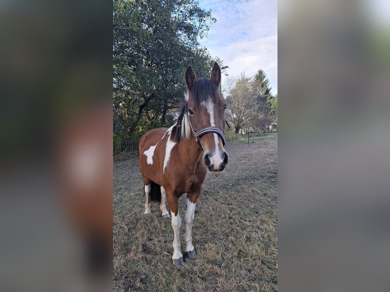Lewitzer Mare 6 years 13,1 hh  in Neuhaus am Rennweg