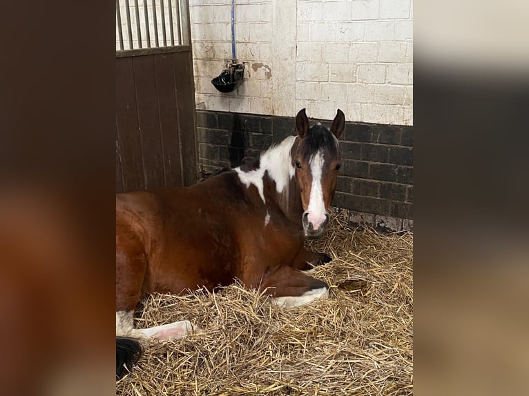 Lewitzer Mare 6 years 14.3 hh Pinto in Menden