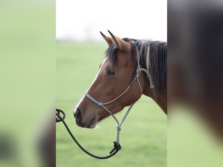 Lewitzer Mix Mare 6 years 14,1 hh Pinto in K&#xF6;nigsfeld im Schwarzwald