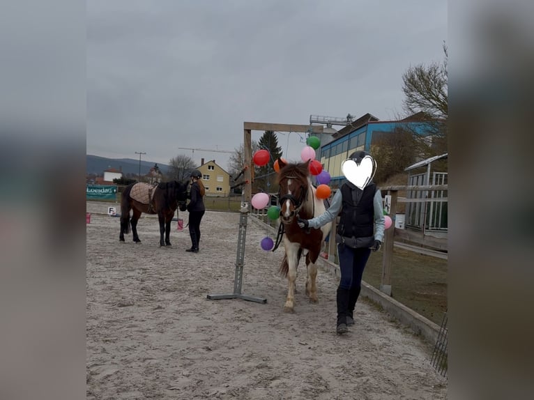 Lewitzer Mare 6 years 14,1 hh Pinto in Ostheim vor der Rh&#xF6;n