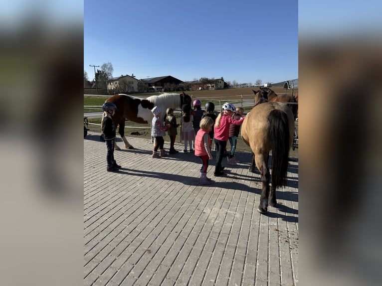 Lewitzer Mare 6 years 14,1 hh Pinto in Ostheim vor der Rh&#xF6;n